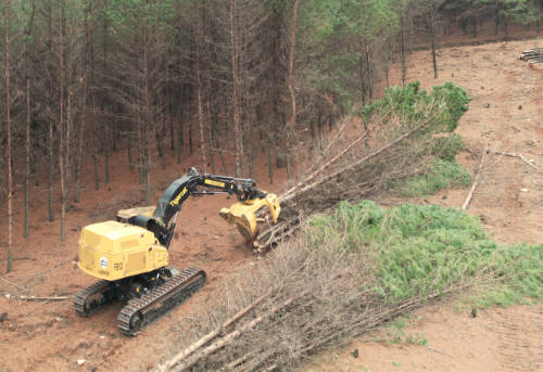 The TCi L855E and feller bunching head in a clear fell operation.