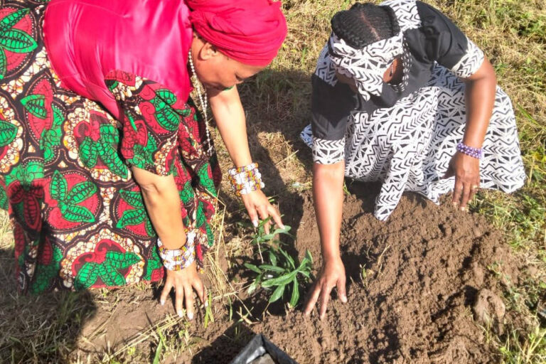 Traditional Healers planting the Warburgia.