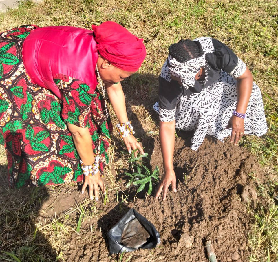 Traditional Healers planting the Warburgia.
